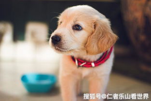 小狗爱旅游官方版2024新版下载-小狗爱旅游官方版下载手机版v.8.37